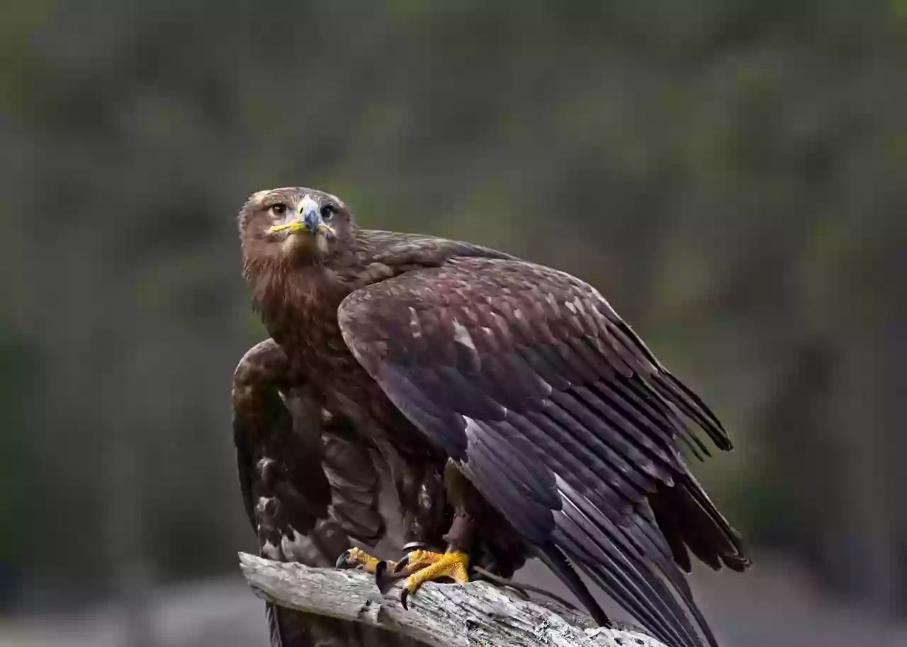 The Avian Conservation Center & Center for Birds of Prey