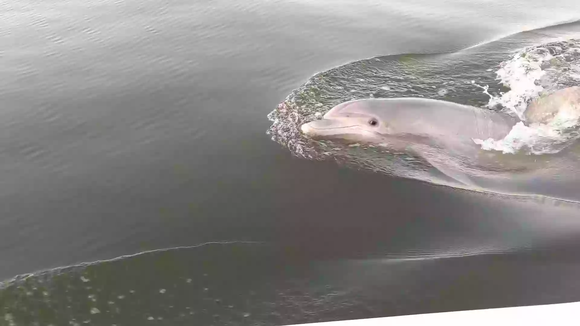 Charleston SC Dolphin Tours