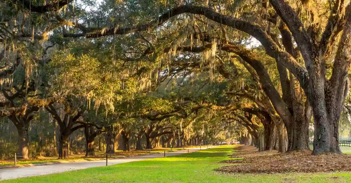 Boone Hall Plantation & Gardens