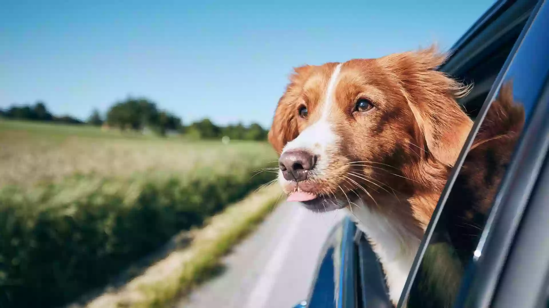 Lake Murray Animal Hospital