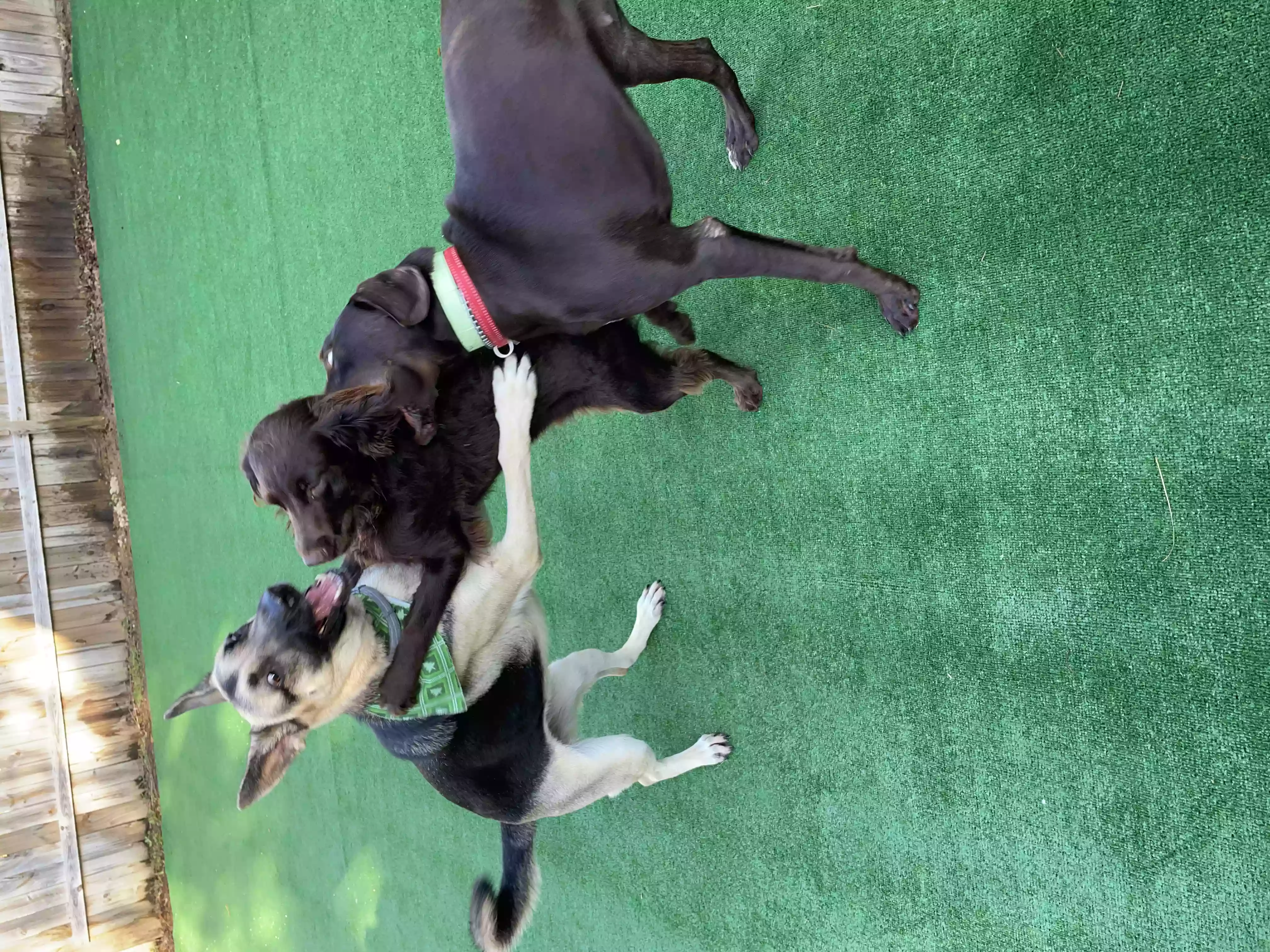 The Bark Park of Charleston