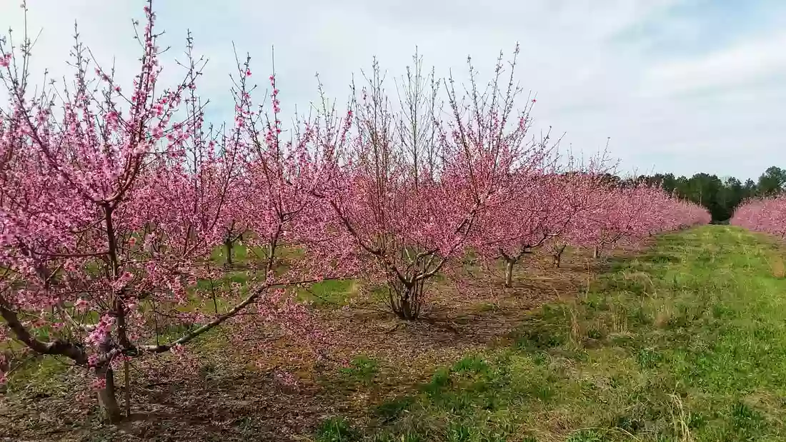 The Chester Market of Cotton Hills Farm