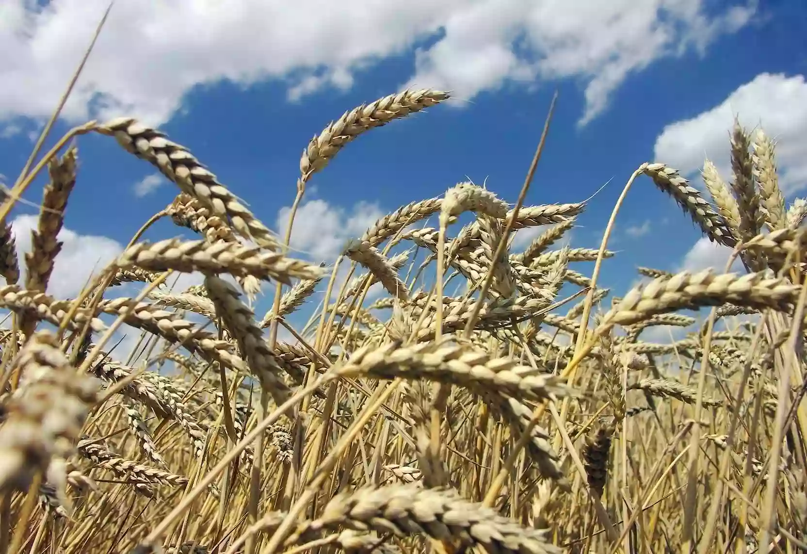 Stengel Seed & Grain Co