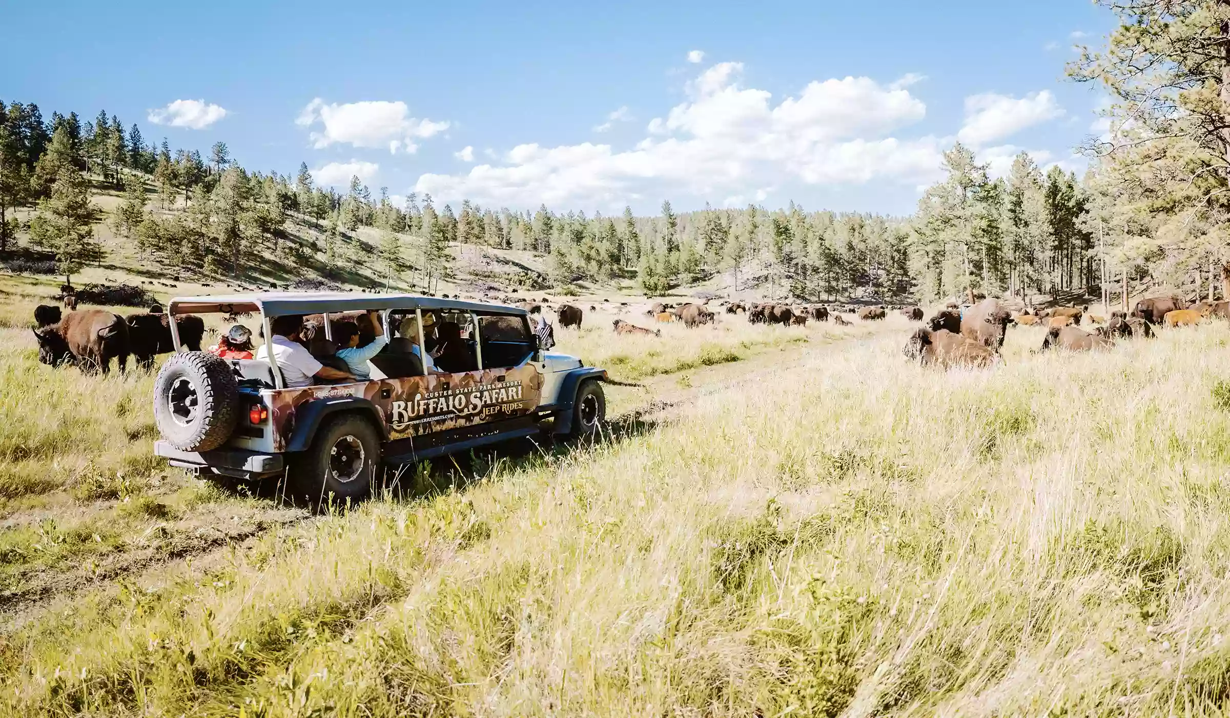 Buffalo Safari Jeep Tours