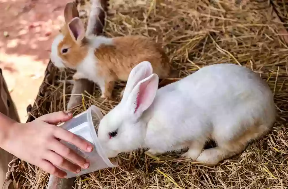 American Federation of New Zealand Rabbit Breeders