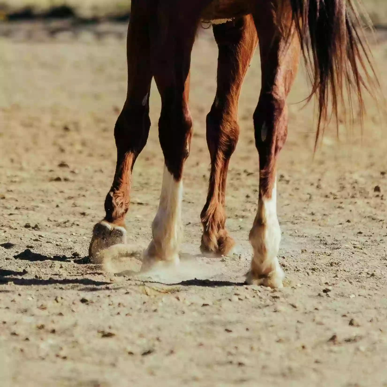 Bristol Equestrian Center