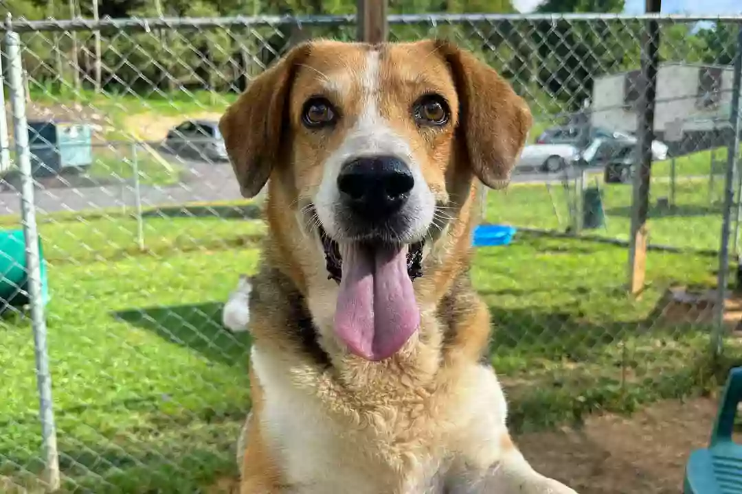 The Animal Shelter of Sullivan County