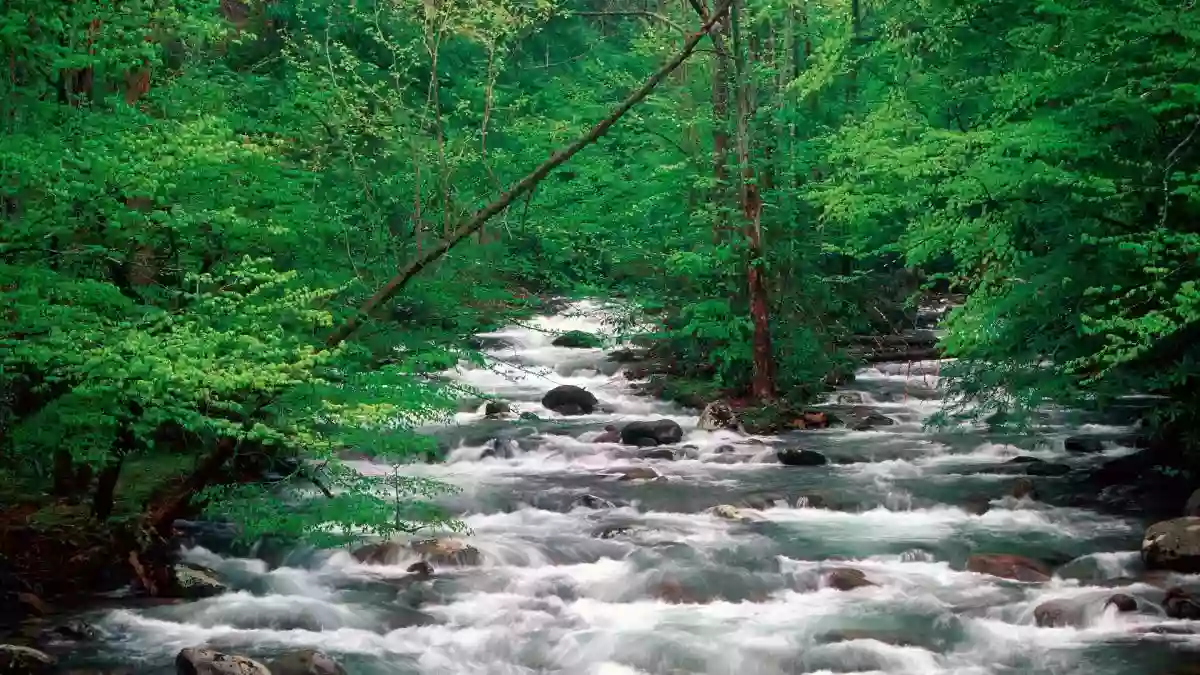 Forks of the River Clinic