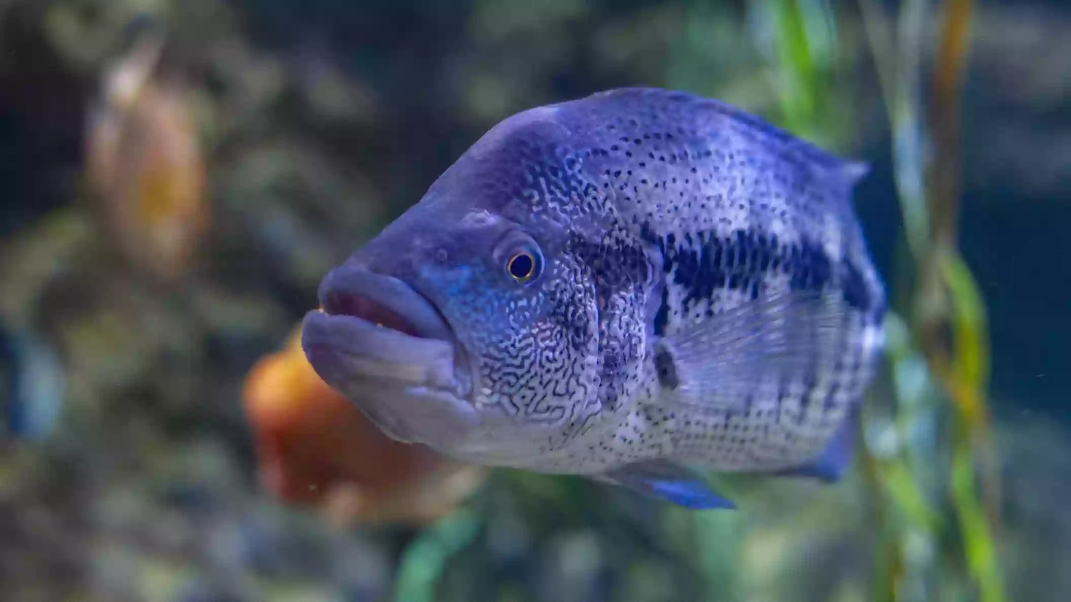 Tennessee Aquarium Conservation Institute