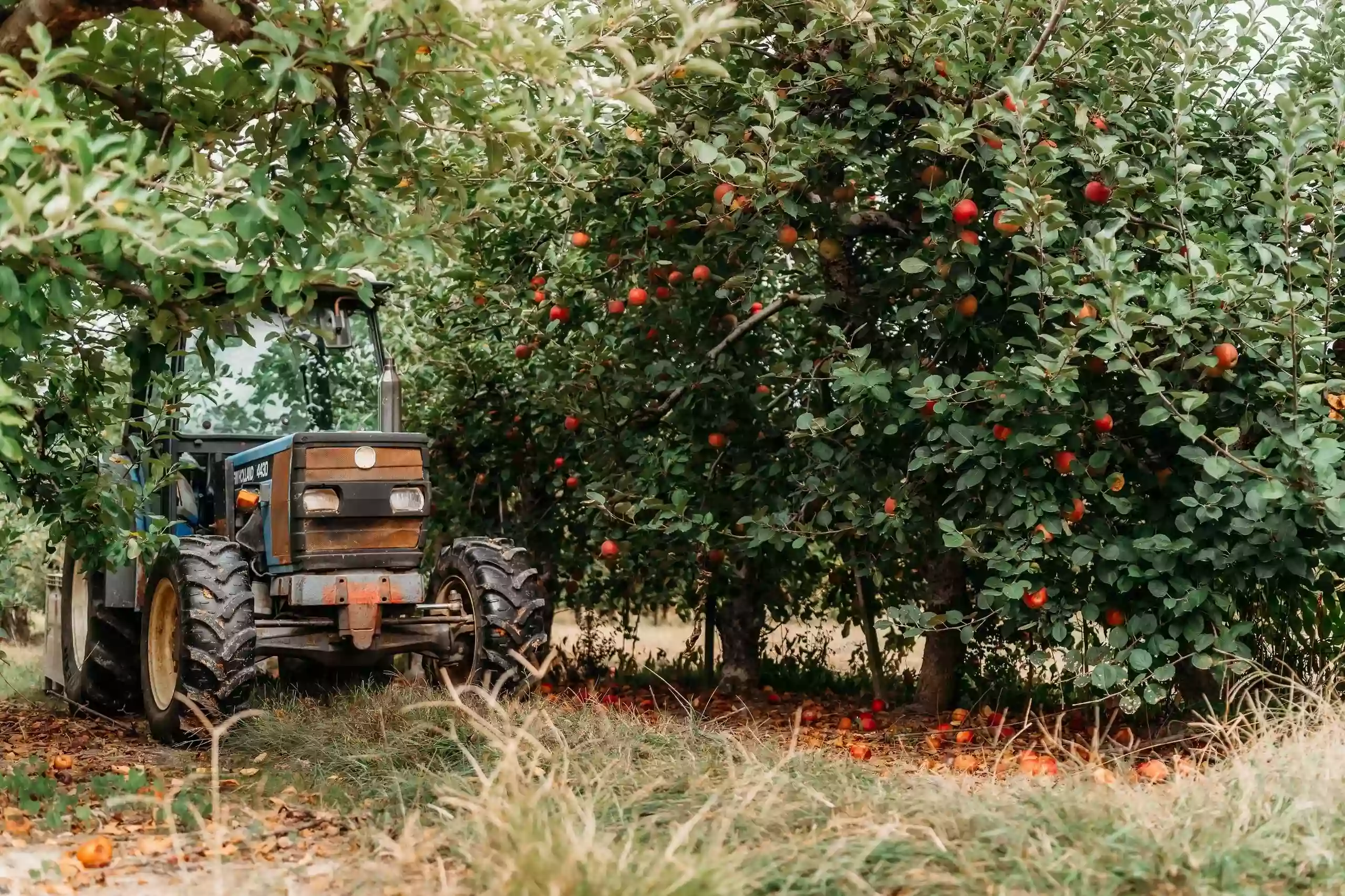 Apple Valley Orchard