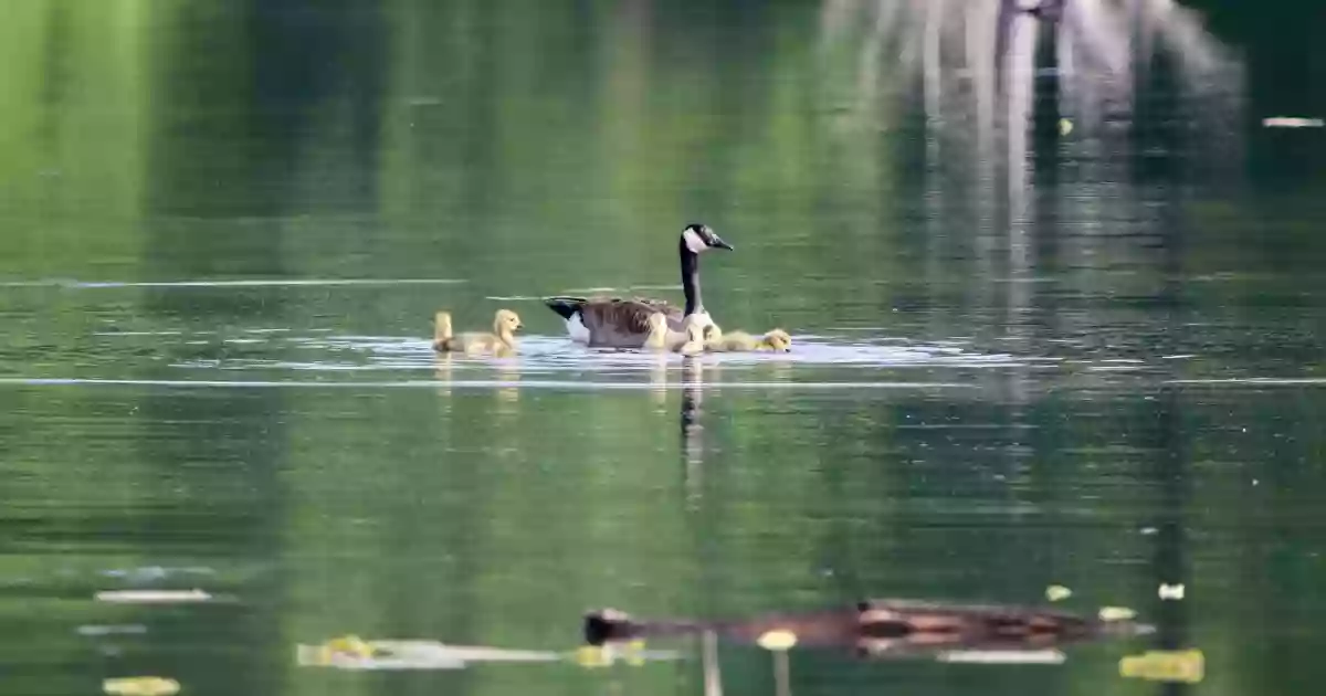 Hatchie National Wildlife Refuge