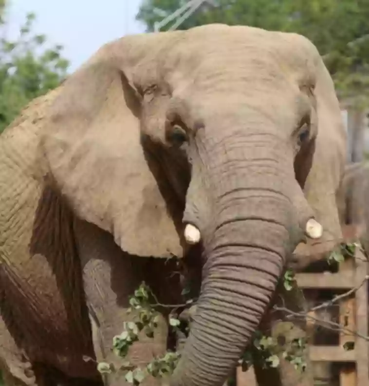 Stokely African Elephant Preserve