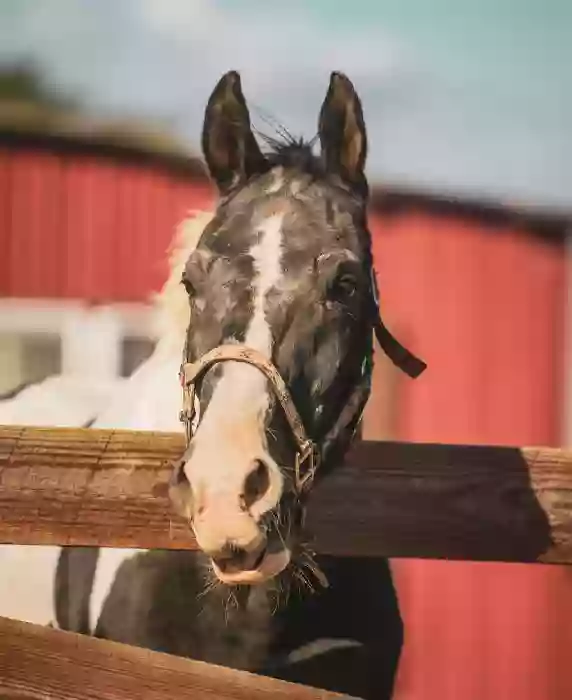 chickasaw riding stables