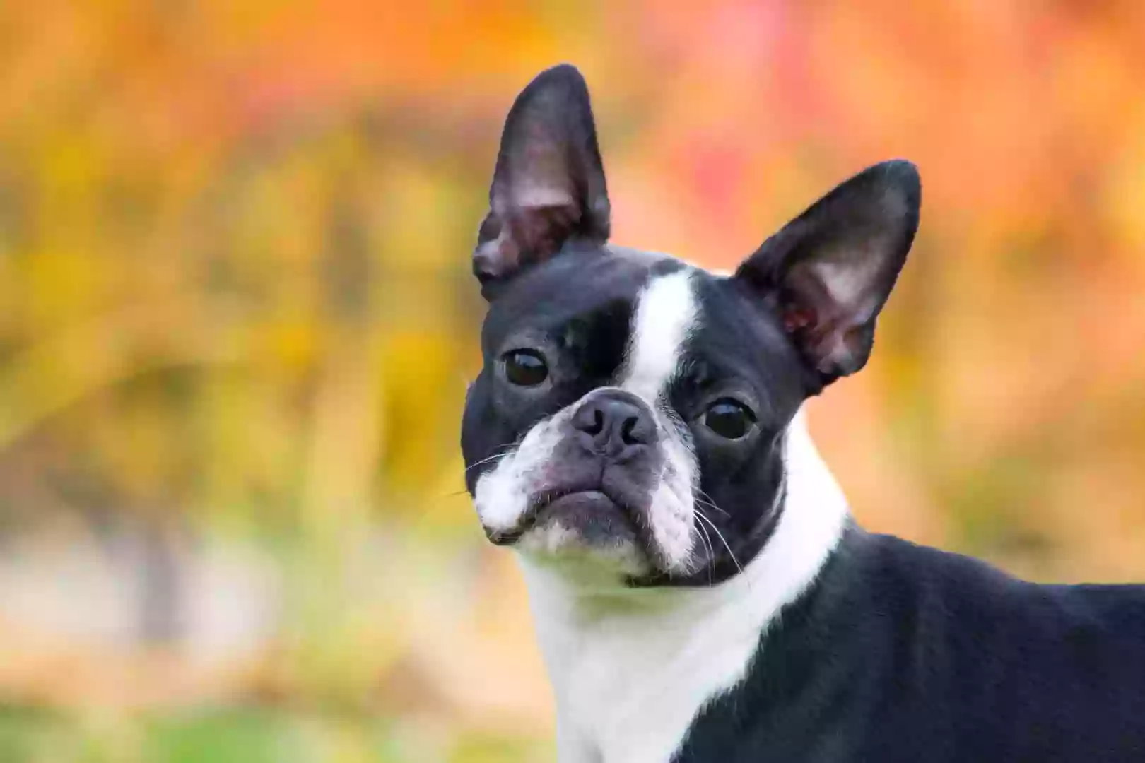 Big Grocery Kennels