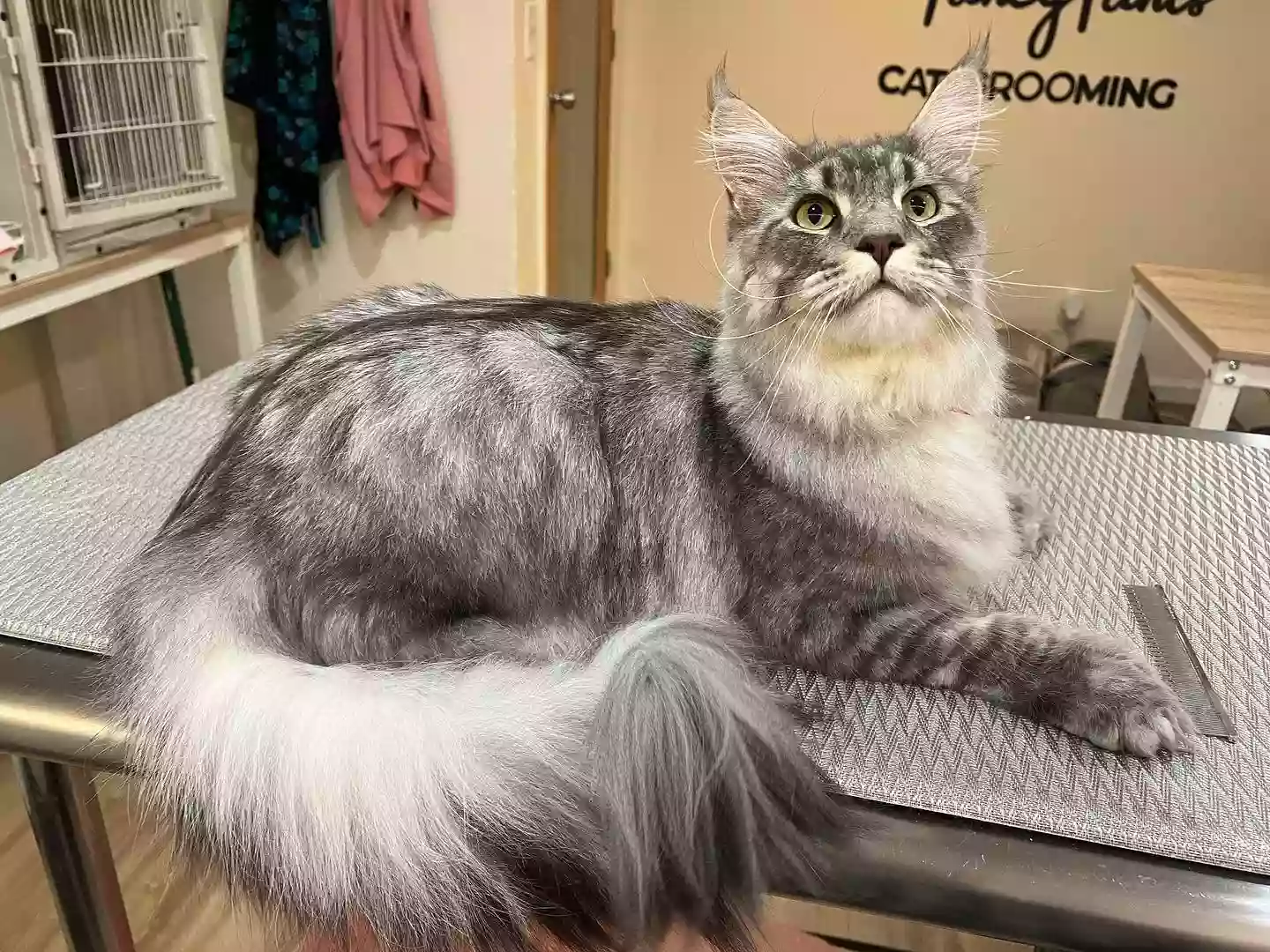 FancyPants Cat Grooming