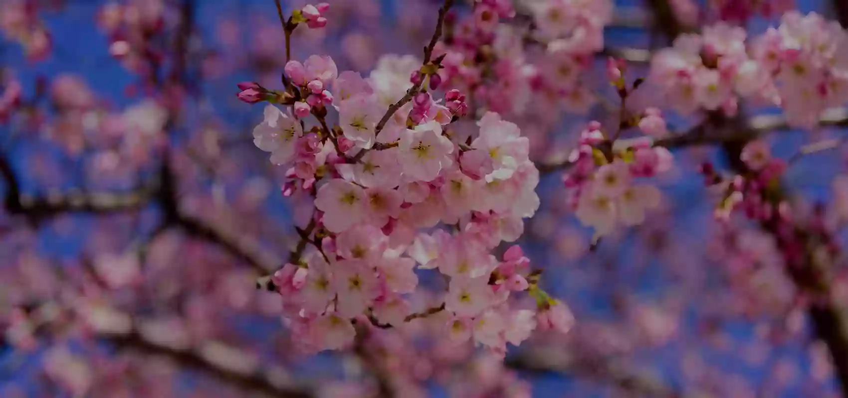 Cherry Blossom Family Dentistry