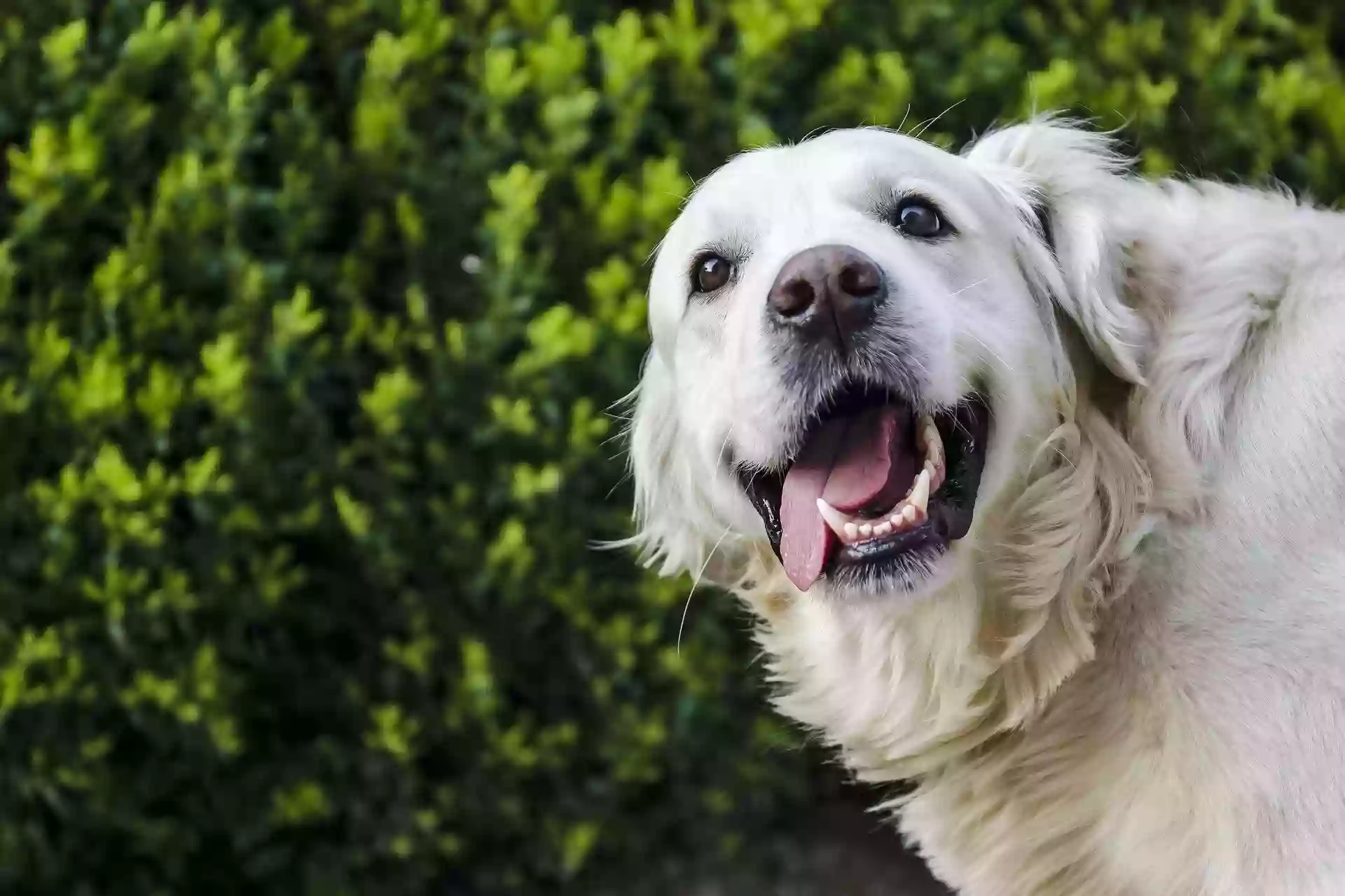 Lone Star Dentistry for Animals