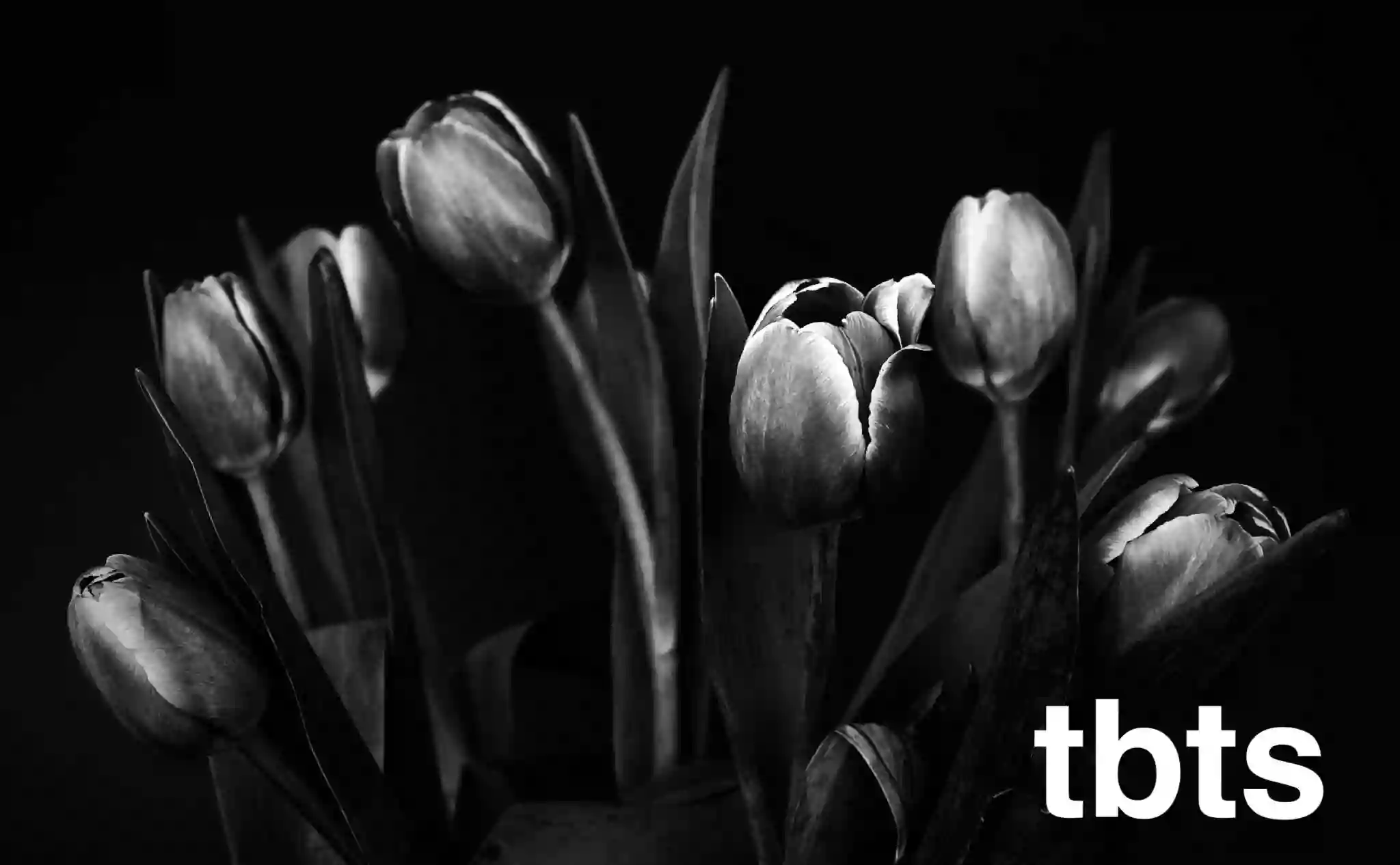 The Black Tulip Salon