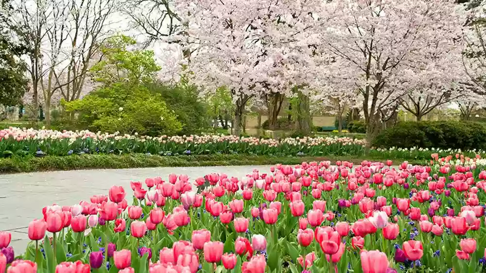 The Dallas Arboretum and Botanical Garden