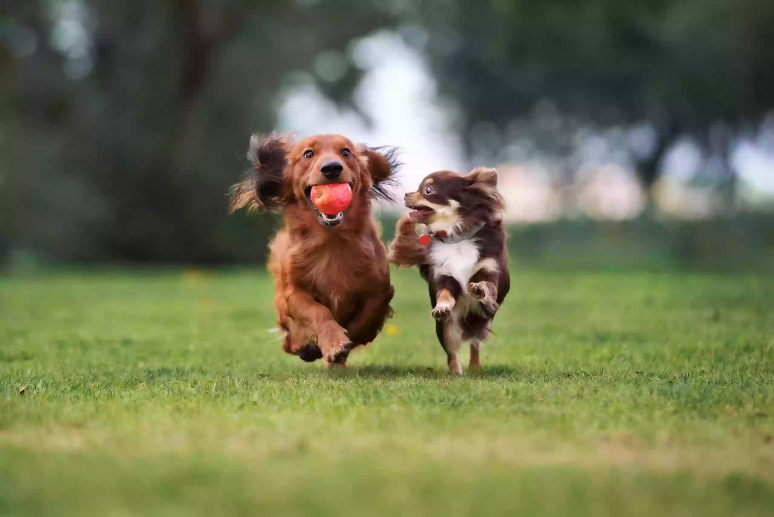 Waggin' Tail Ranch RV Resort