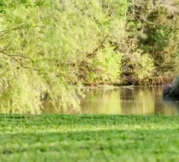 Goats on the Bayou Farm & Vacation Rentals