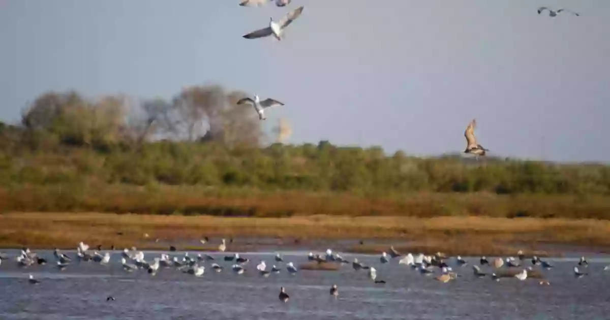 Brazoria National Wildlife Refuge