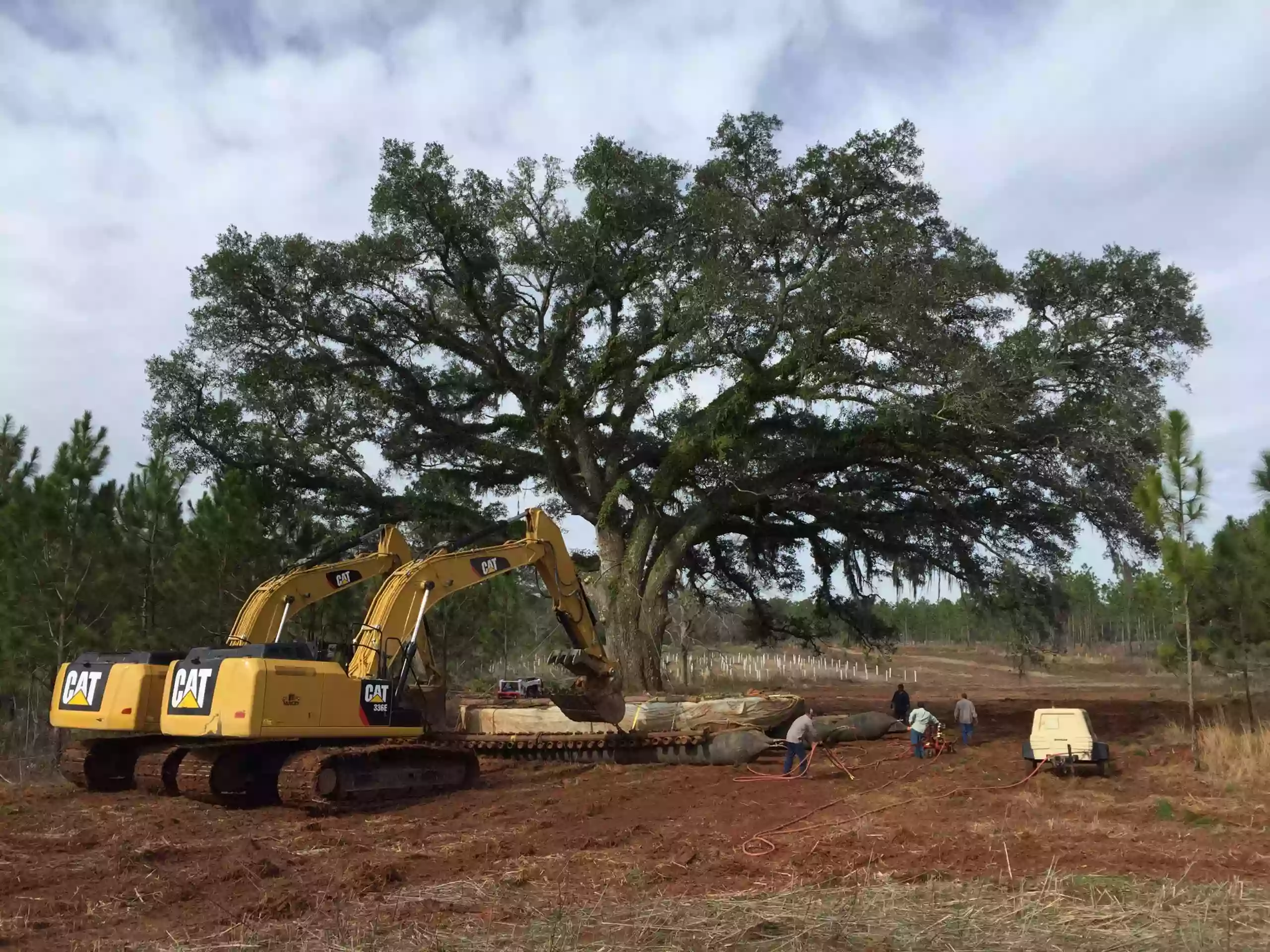 Environmental Design, Inc - Nationwide Large Tree Moving Service