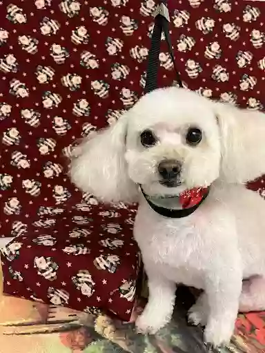 Cookie's Pet Grooming