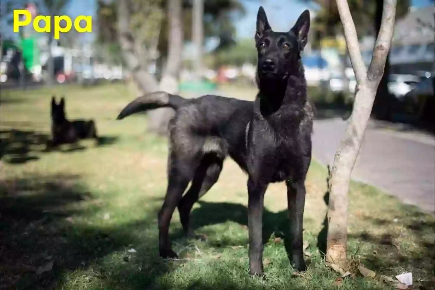 Ornelas Malinois Kennel Tx