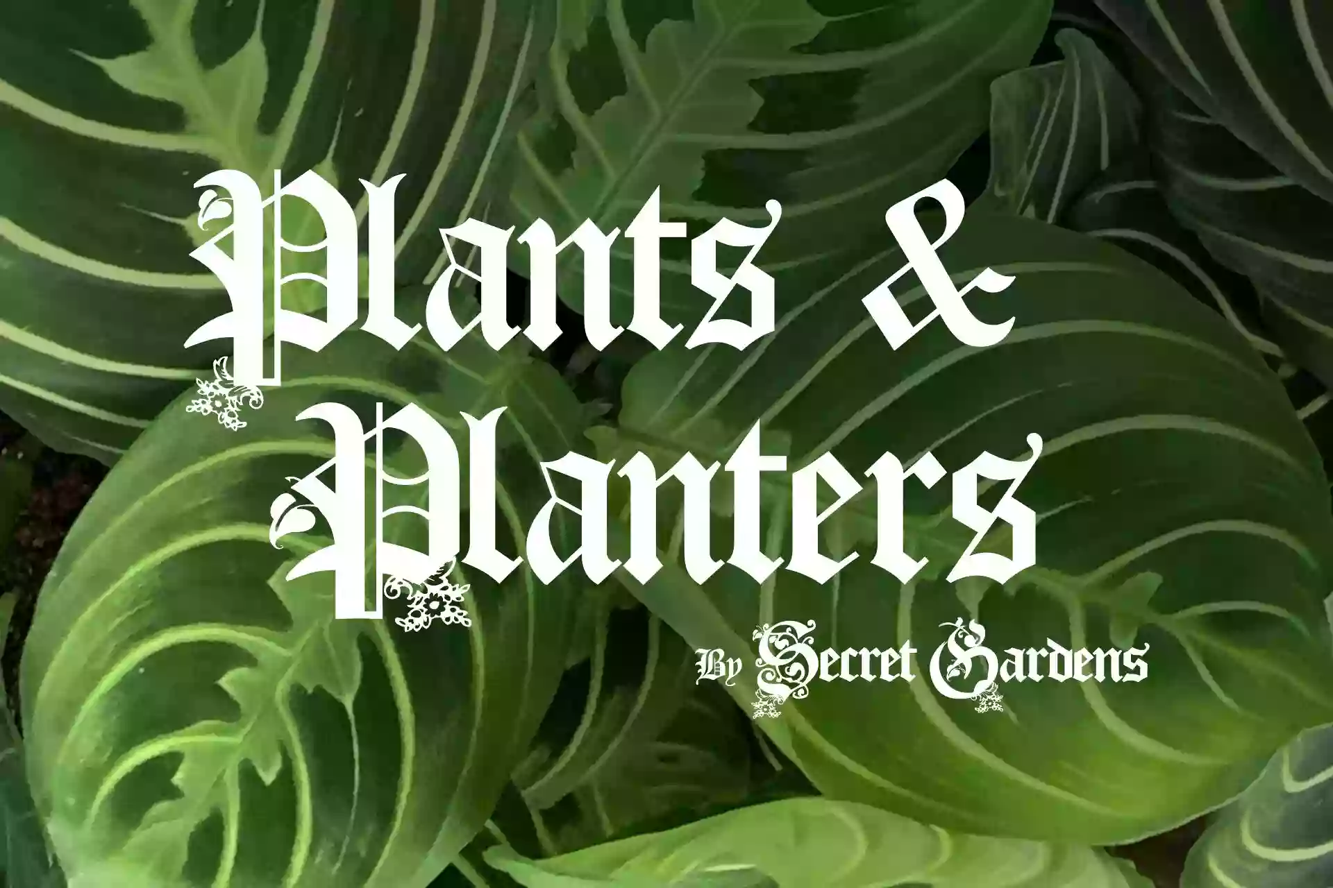 Plants & Planters