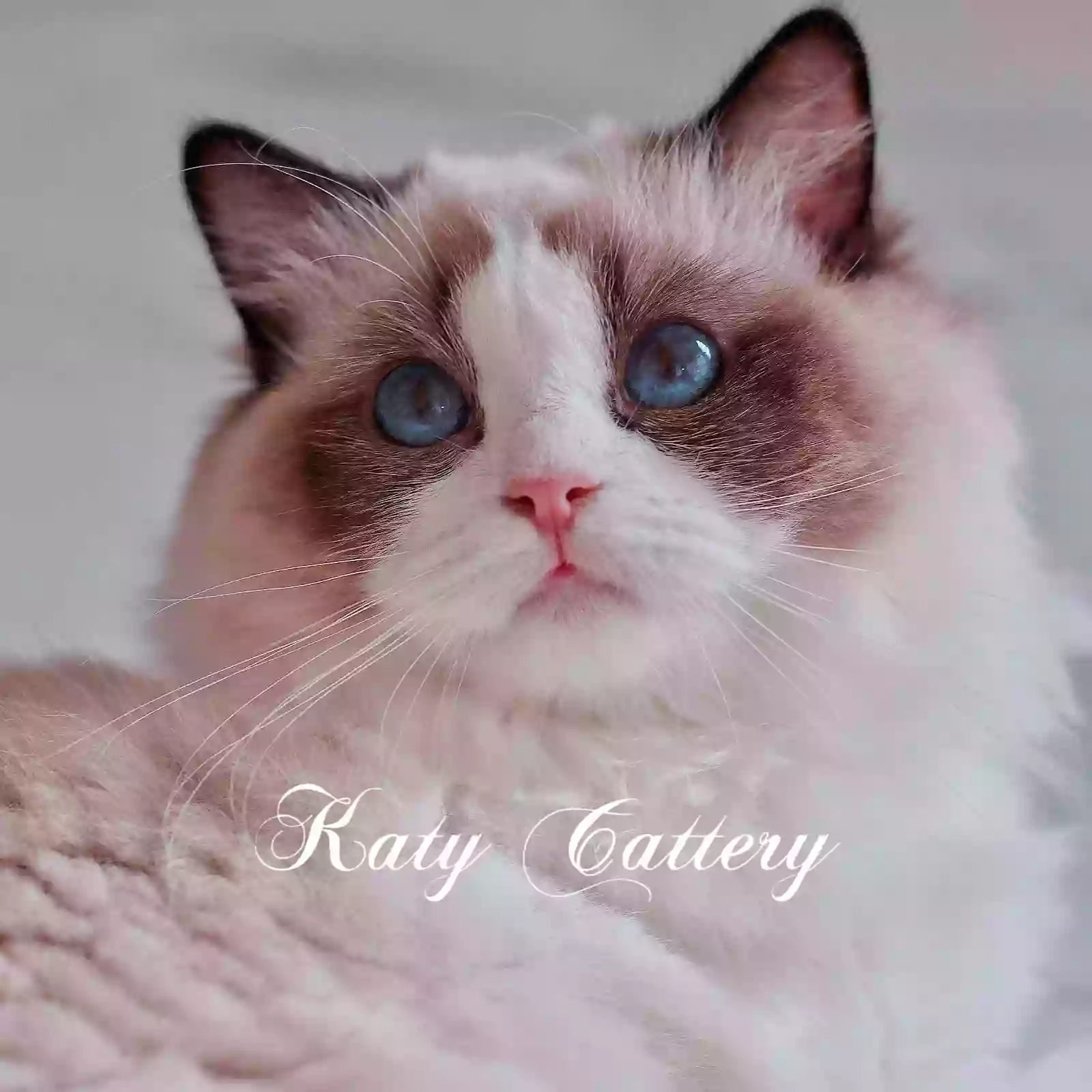 Katy Cattery