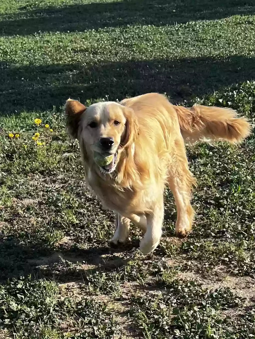 Weatherford Dog Ranch