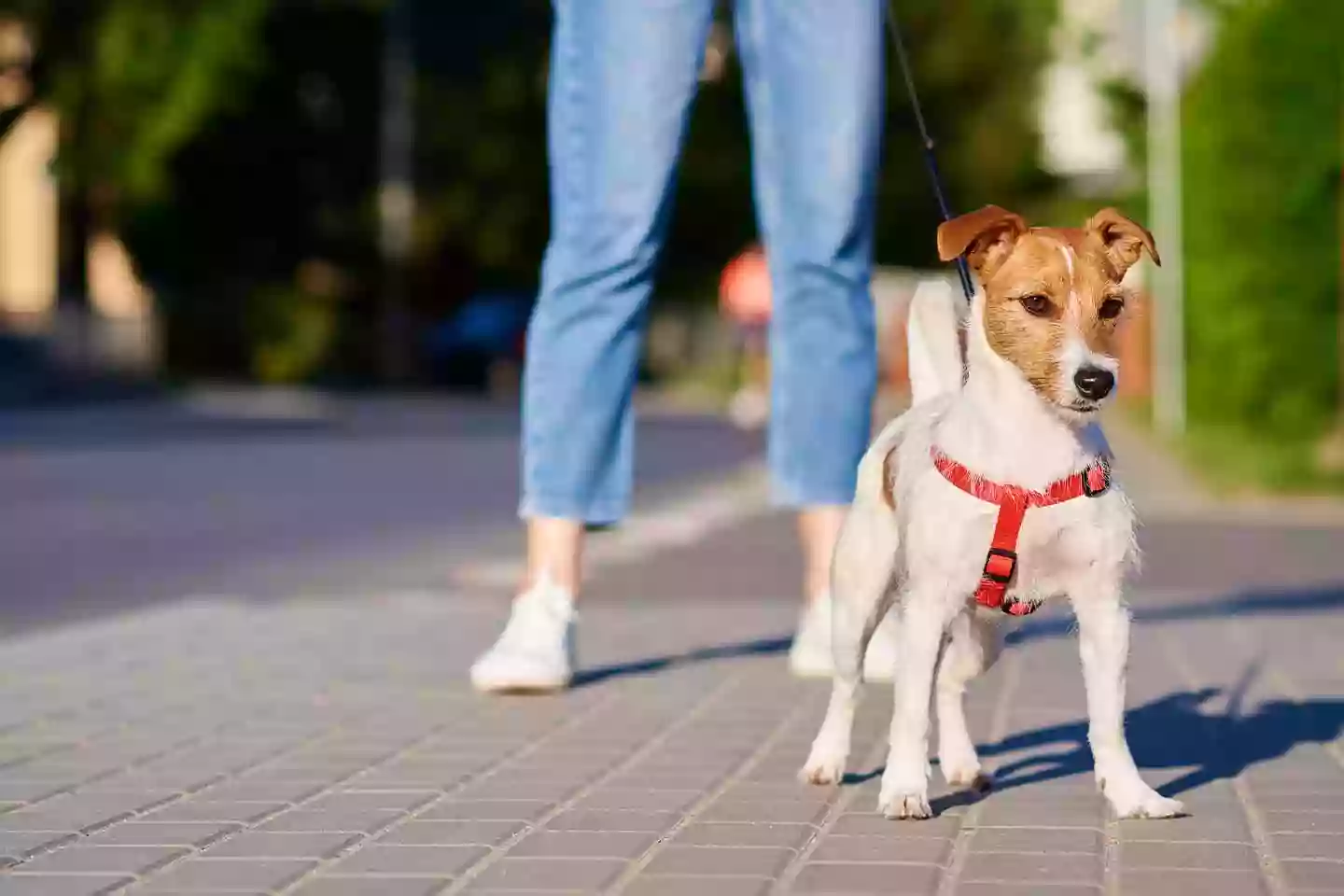 Community Pet Health Center