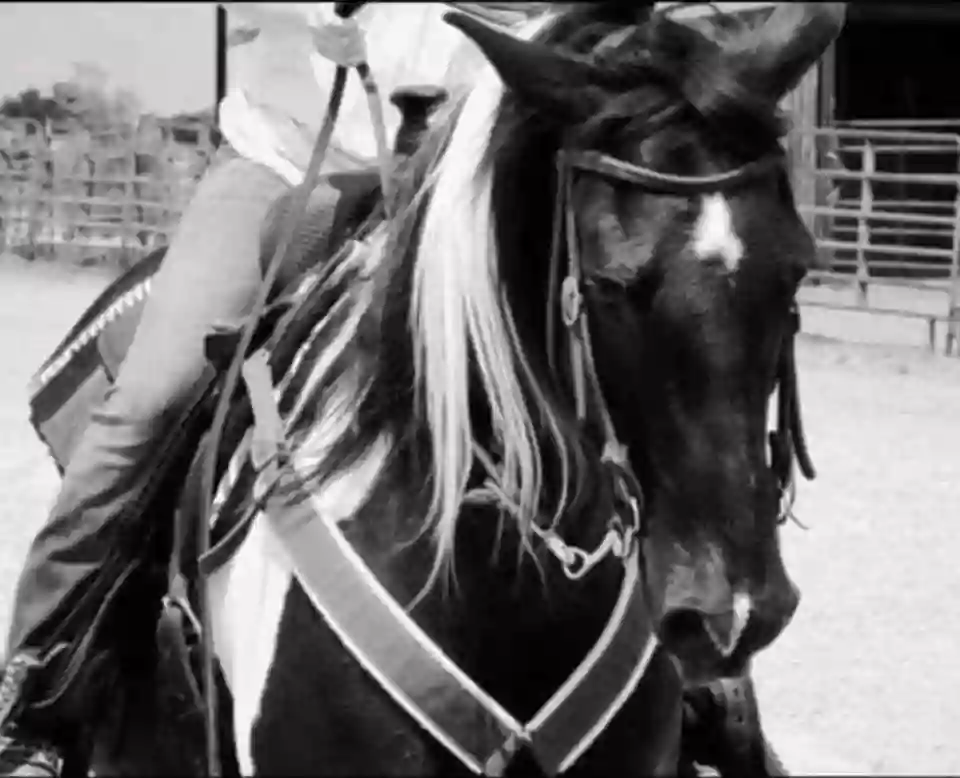 Silver Spurs Horseback Riding School