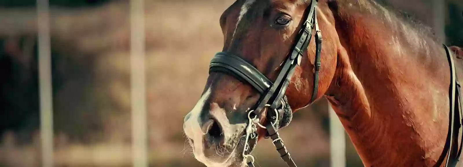 Retama Equine Hospital