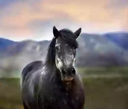 Bracken Equine Clinic