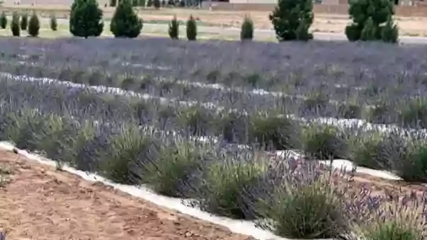 The Lavender Farm