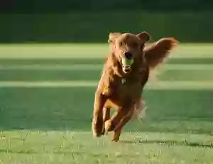 Bastrop Bark Park