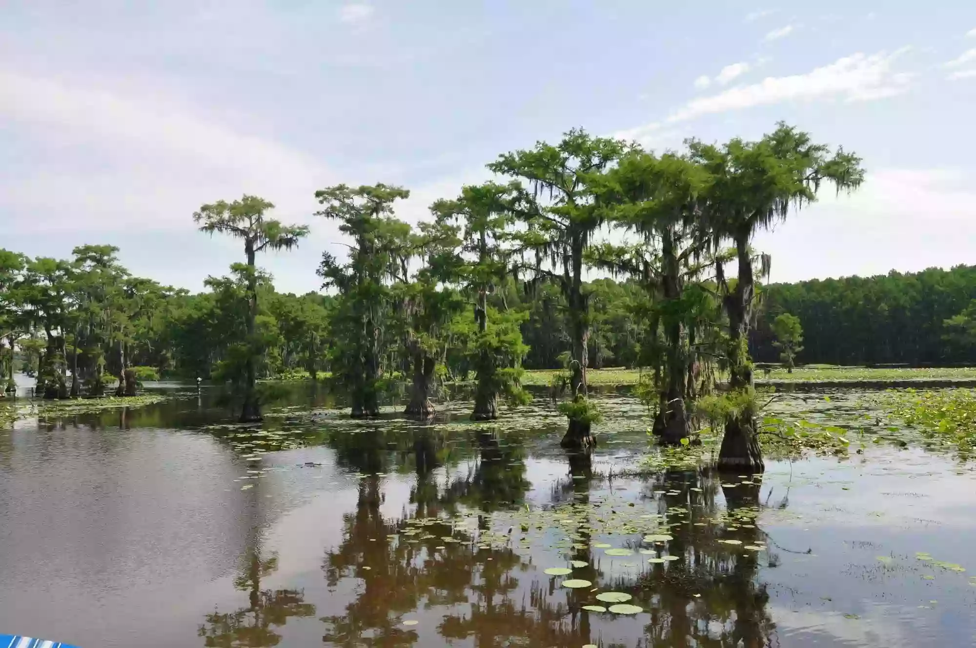 Captain Ron's Swamp Tours