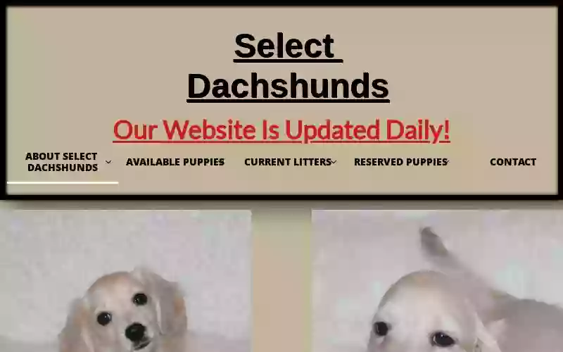 Select Dachshunds