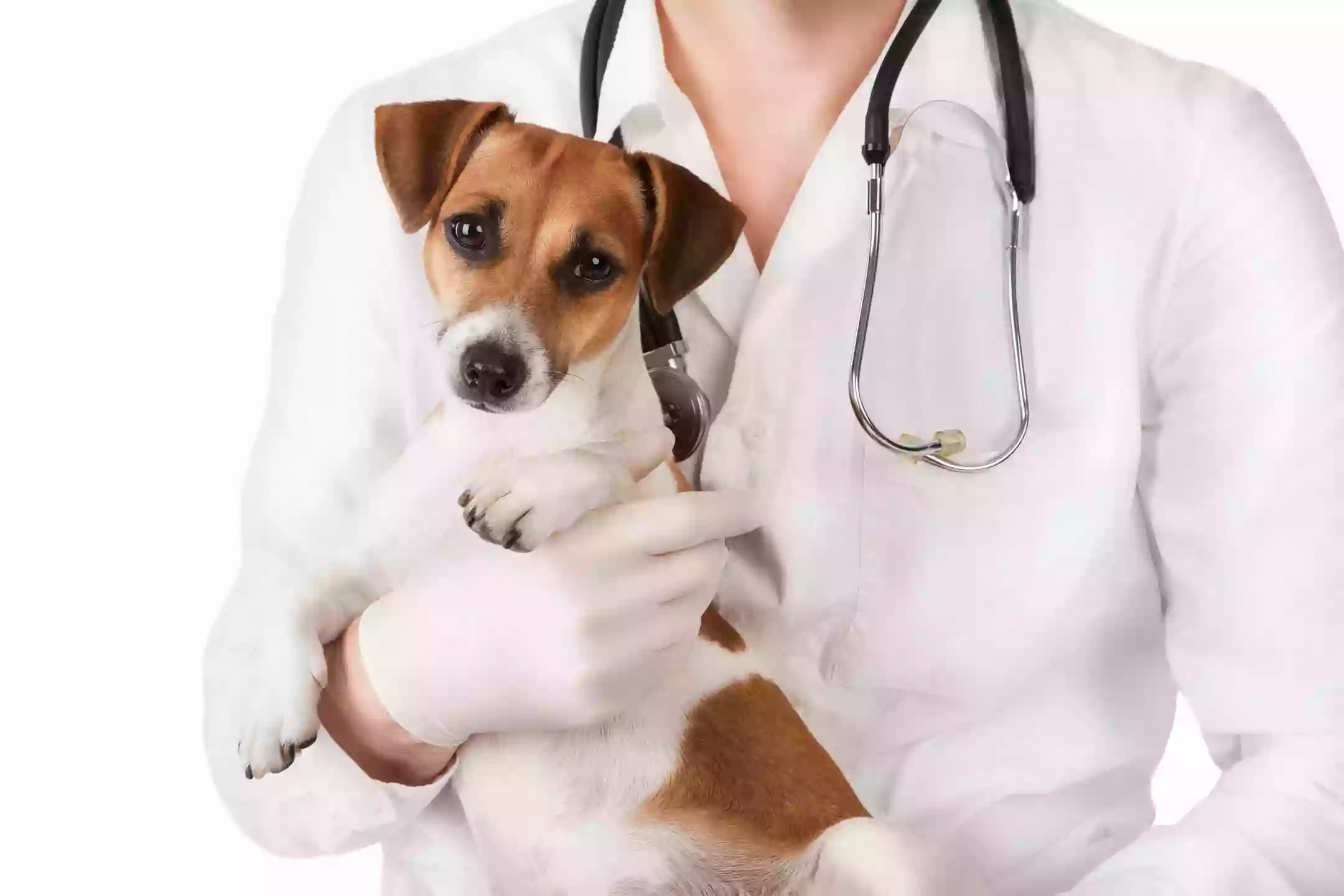 Southeast Texas Animal Emergency Clinic