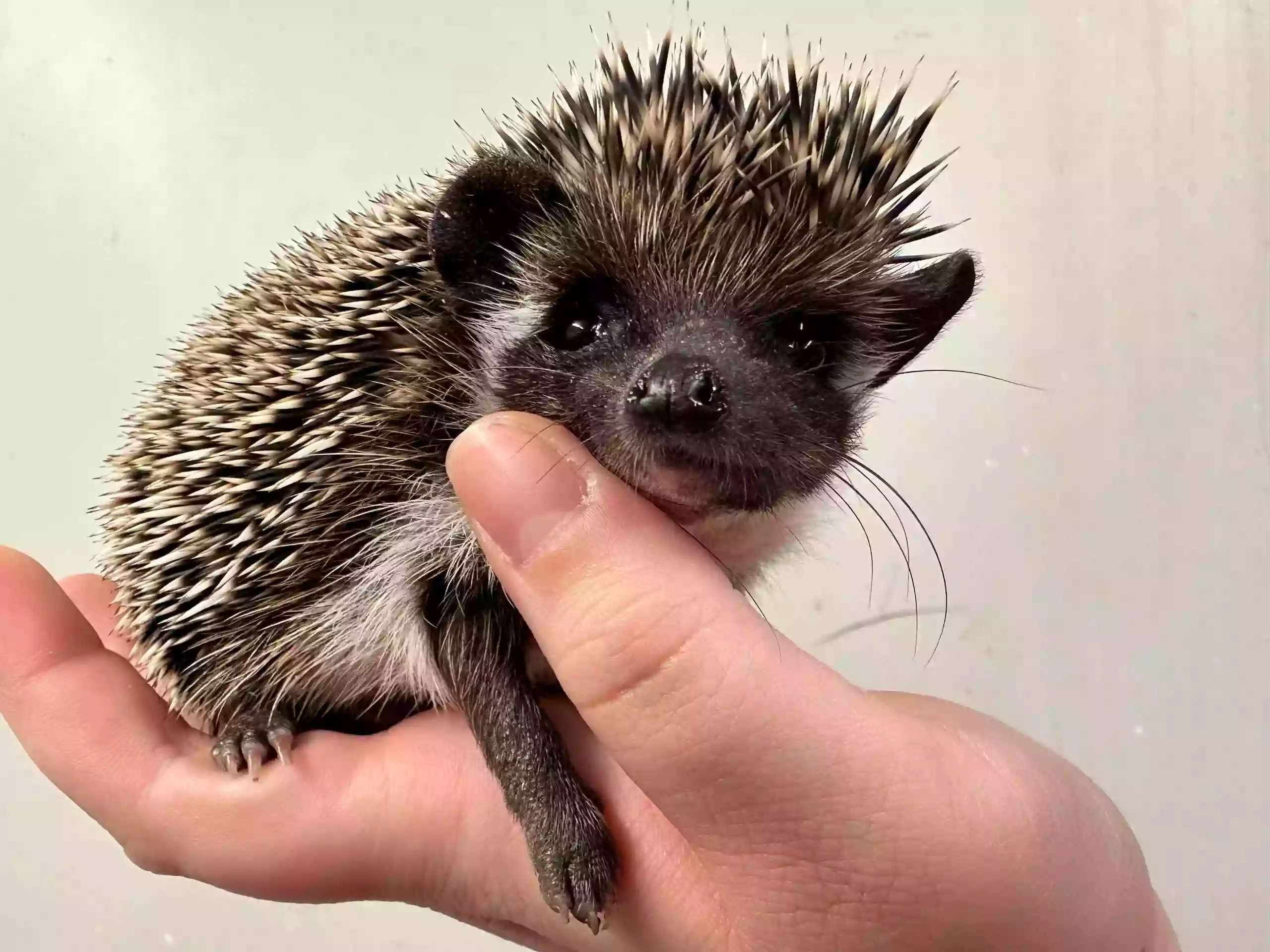 Texas Hedgehogs and Exotics