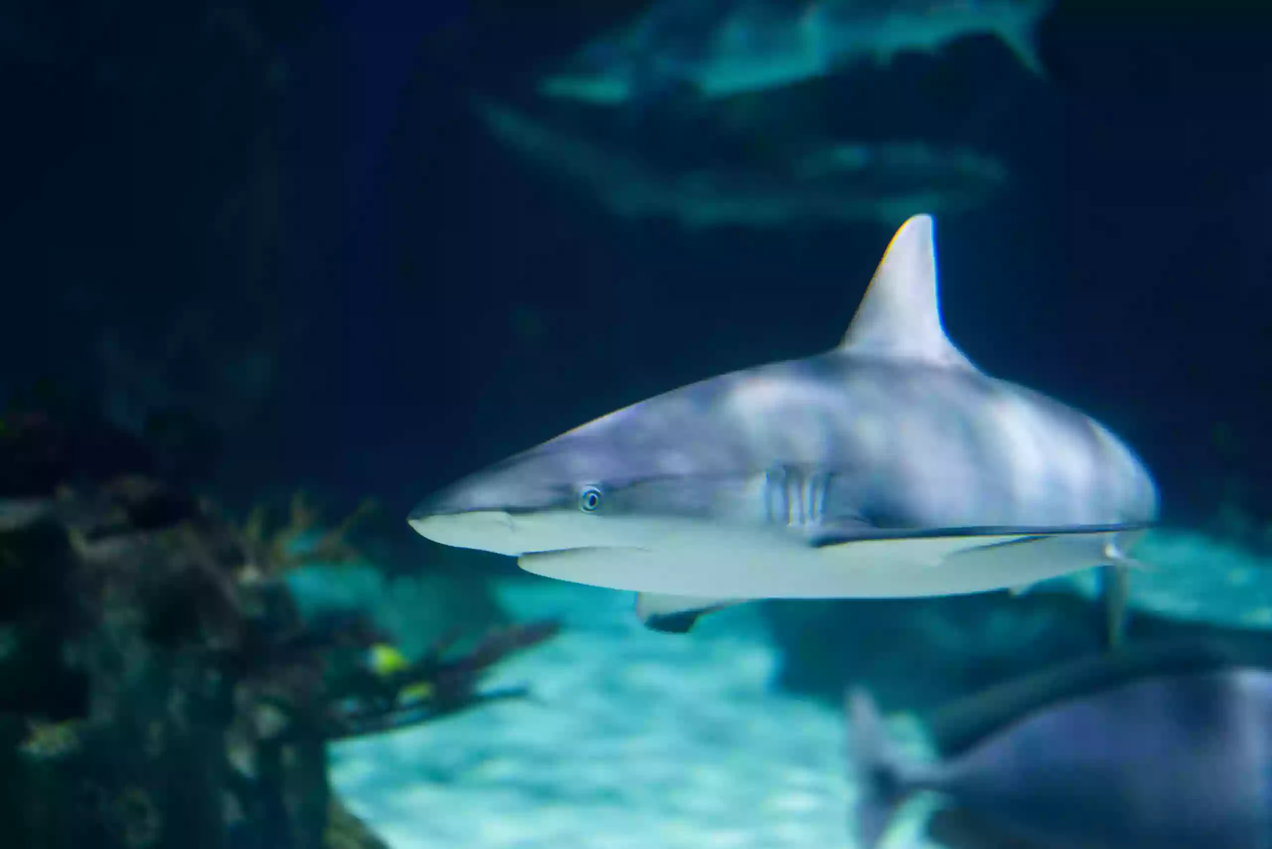 Loveland Living Planet Aquarium