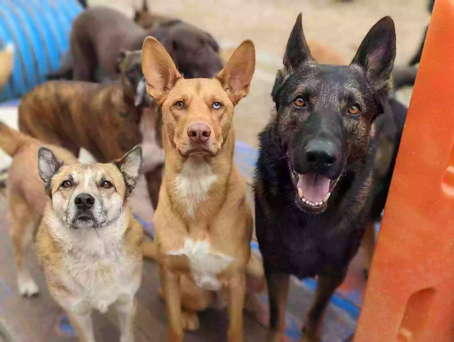 Desert Dog Daycare