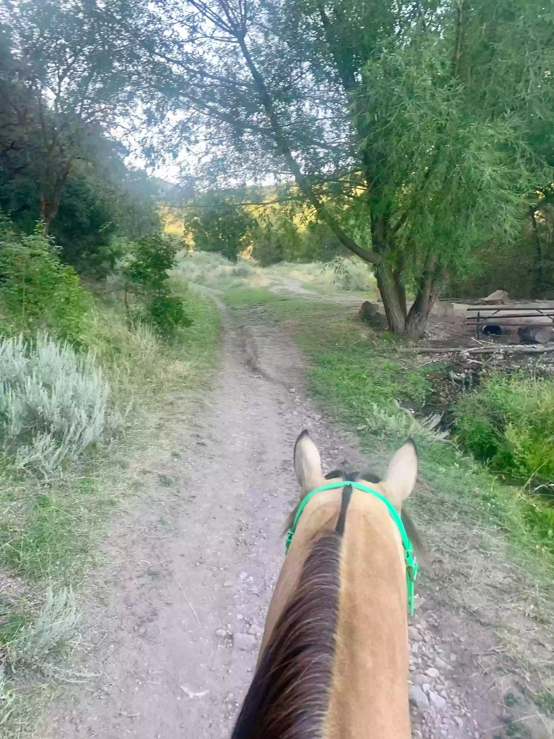 Wasatch Trail Rides