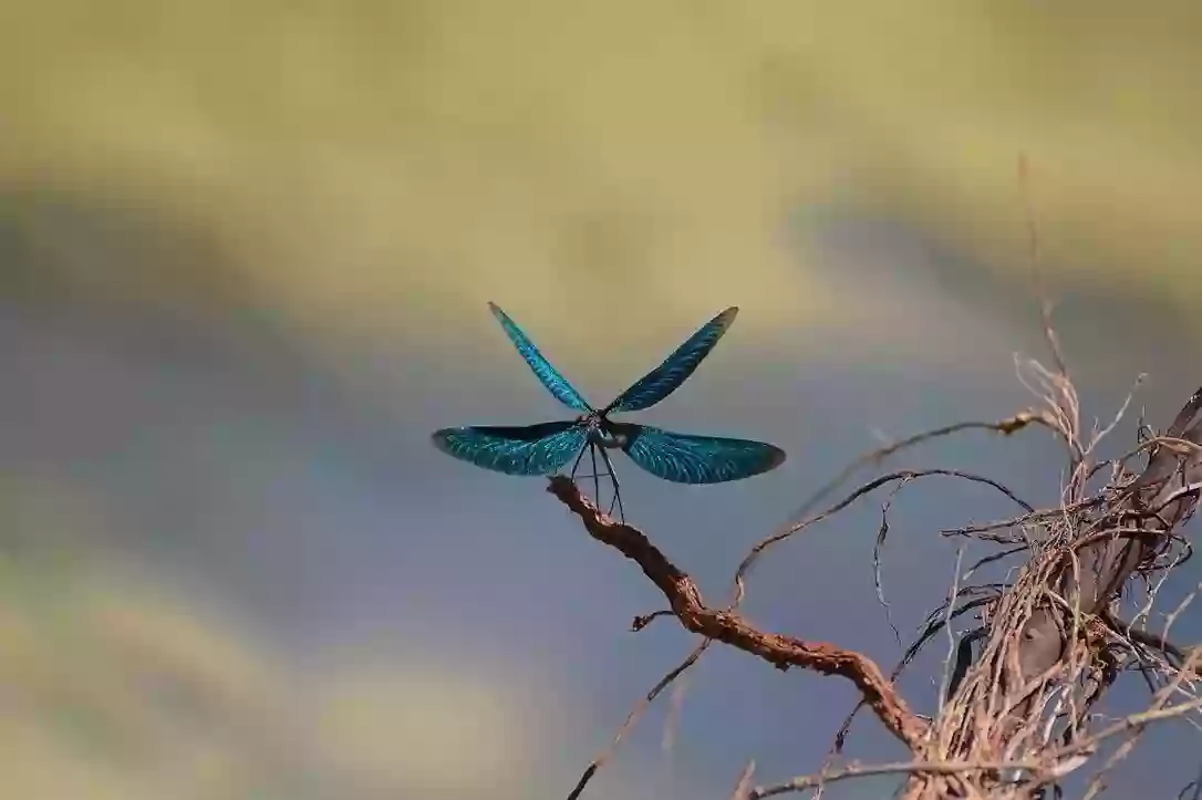 Dragonfly Family Therapy, Pat Brehl LCSW