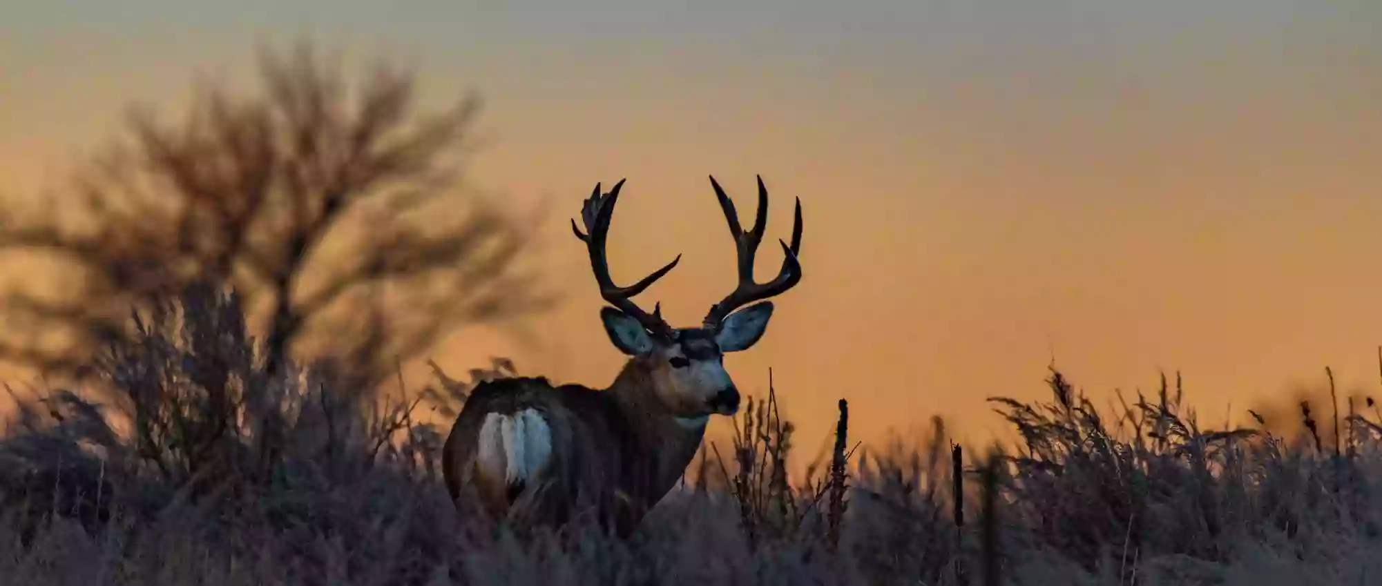 Mule Deer Foundation