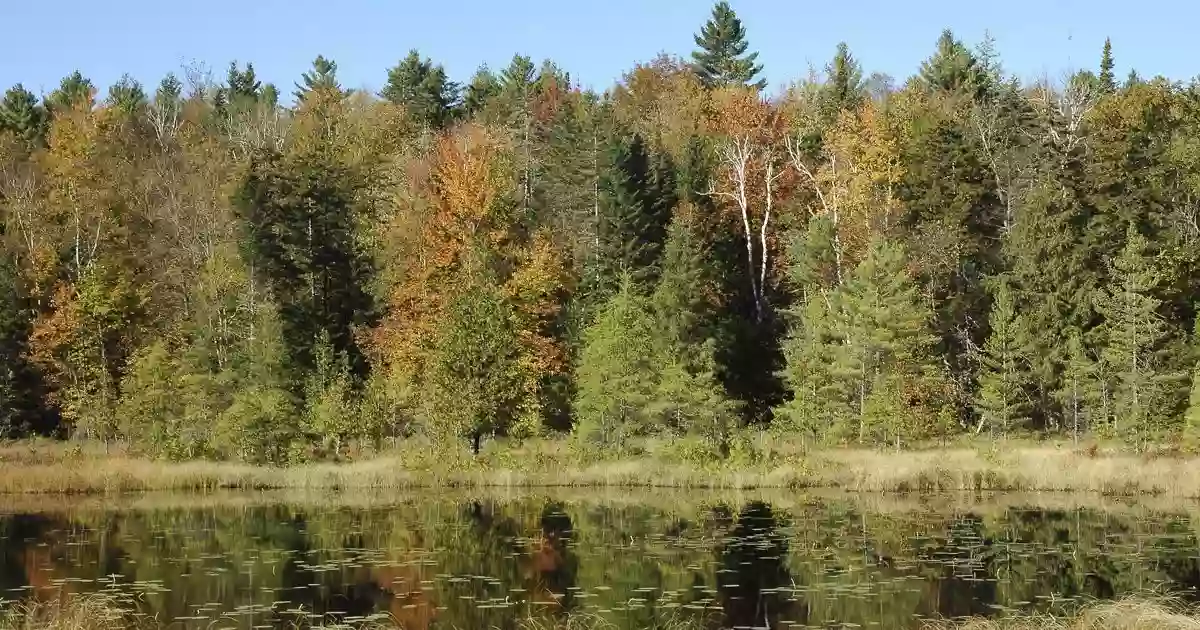 Chickering Bog Natural Area