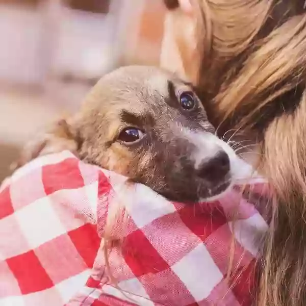 Otterside Animal Hospital