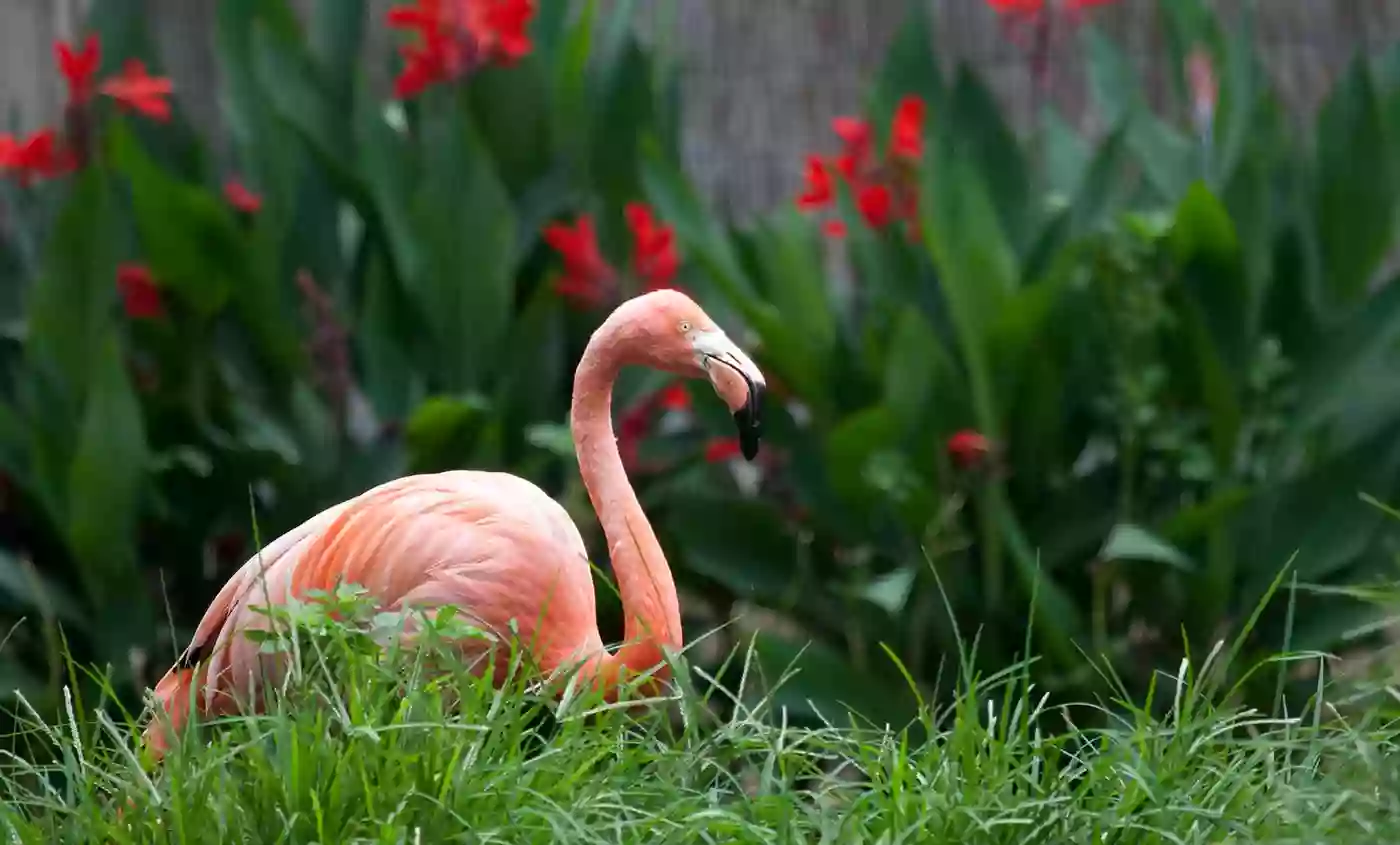 American Flamingo Exhibit
